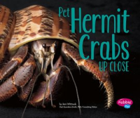 Pet_hermit_crabs_up_close