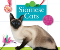 Siamese_Cats