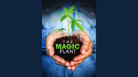 The_Magic_Plant