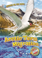 Arctic_Tern_Migration