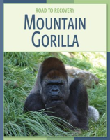Mountain_Gorilla