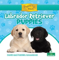 Labrador_Retriever_Puppies